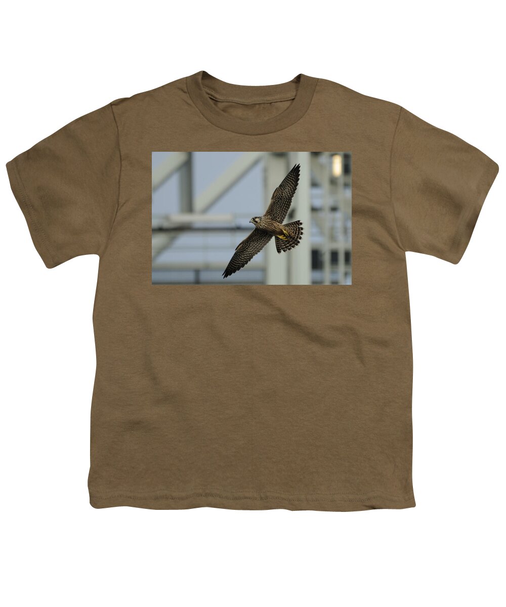 Peregrine Falcon Youth T-Shirt featuring the photograph Falcon flying by Tower by Bradford Martin
