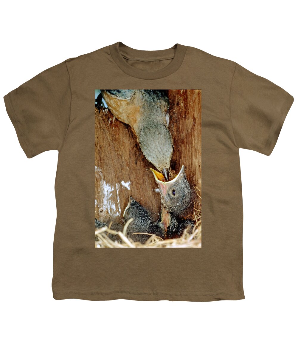 Animal Youth T-Shirt featuring the photograph Female Bluebird Feeding Chicks by Millard H. Sharp