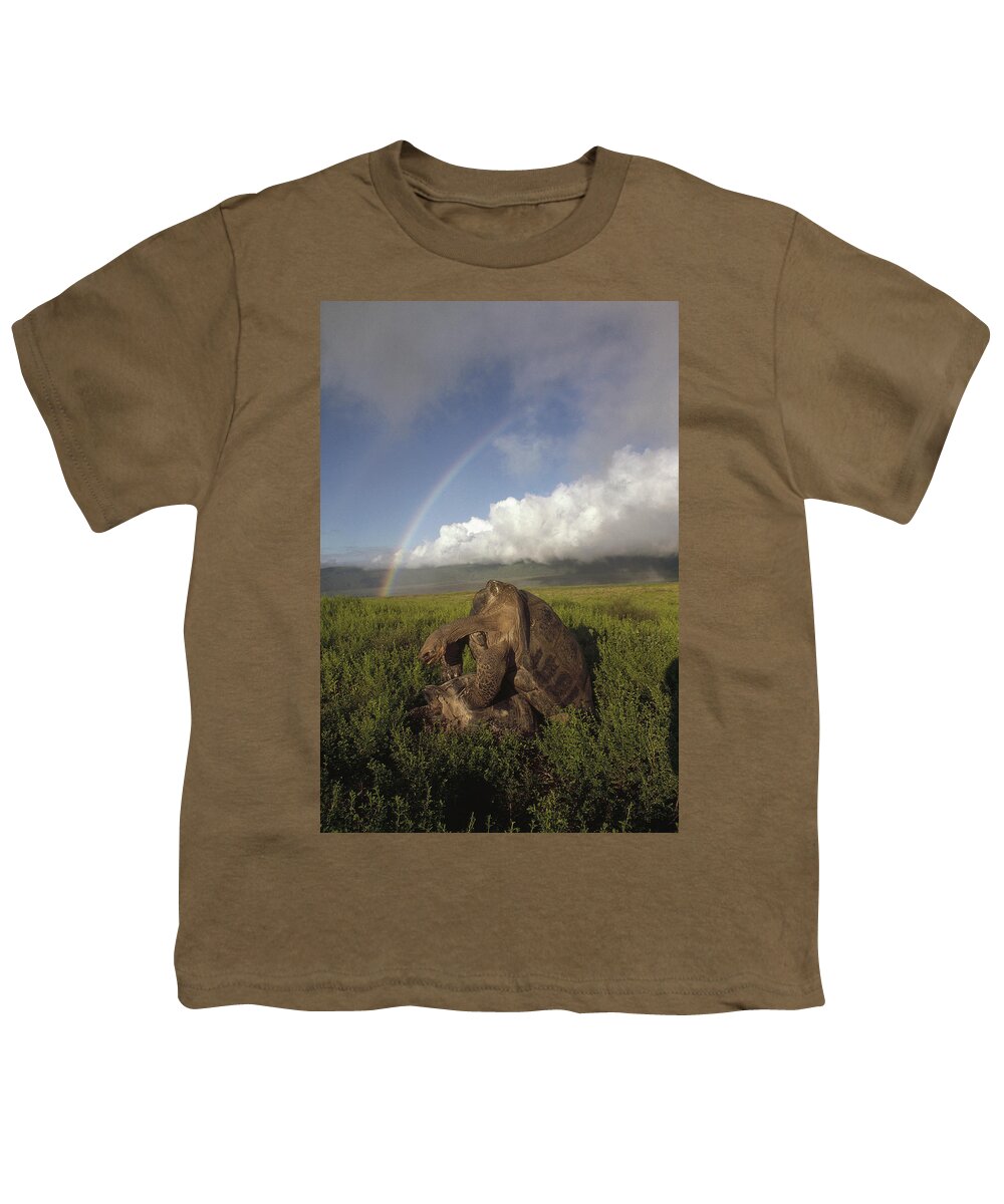 Feb0514 Youth T-Shirt featuring the photograph Galapagos Giant Tortoises Mating Alcedo by Tui De Roy