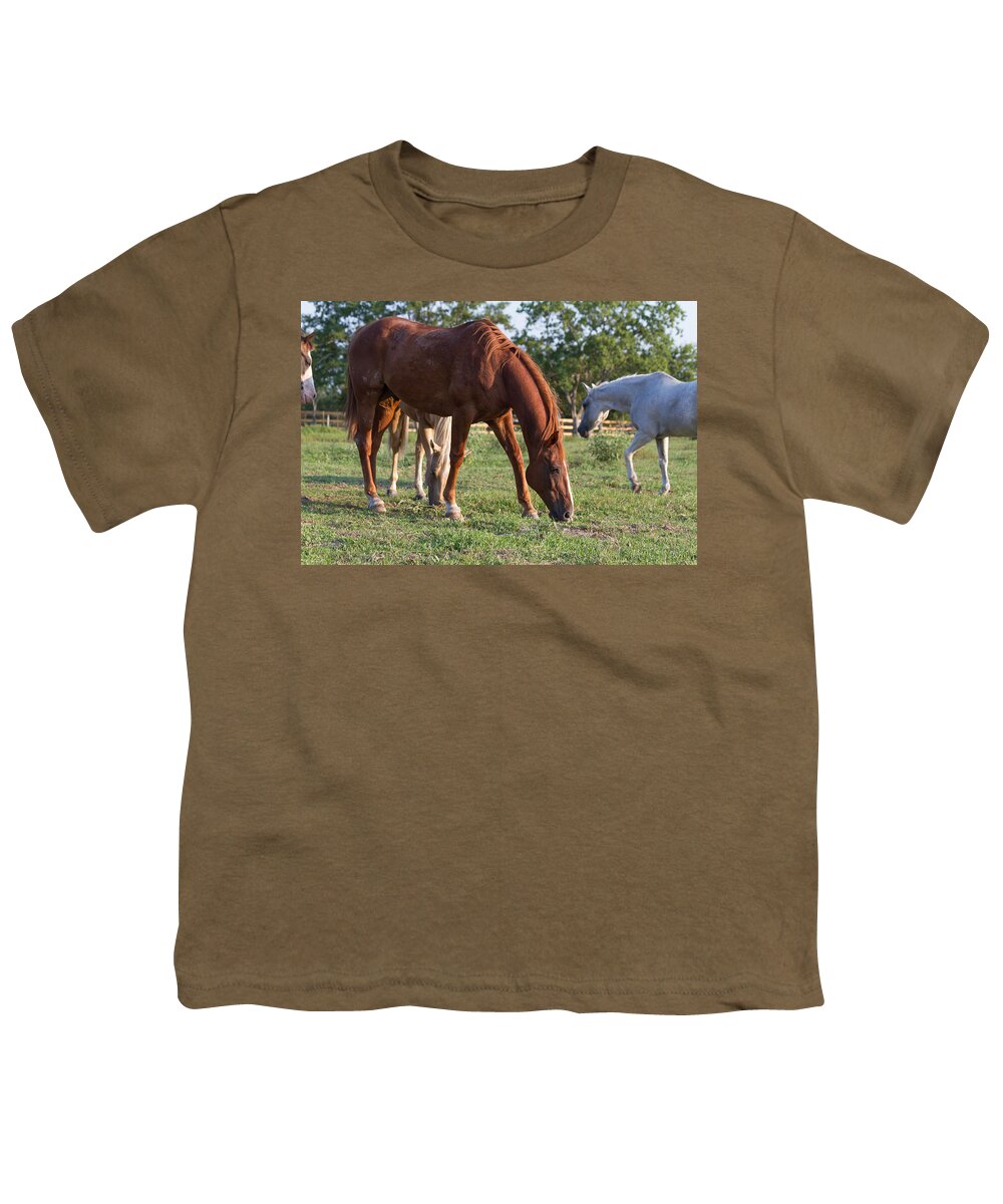 Horses Youth T-Shirt featuring the photograph Grazing by Tim Stanley