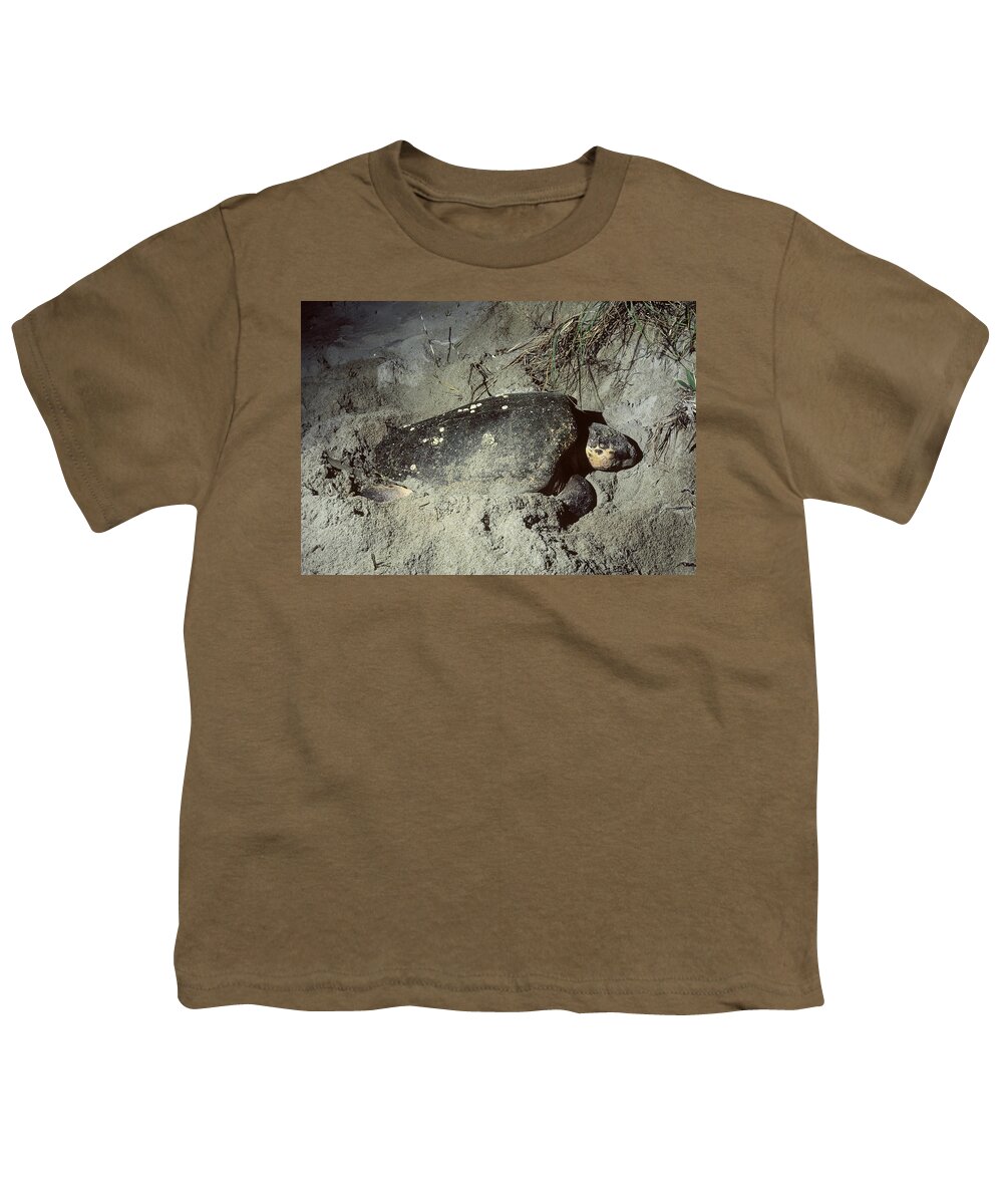 Animal Youth T-Shirt featuring the photograph Loggerhead Turtle Nesting by Larry Cameron