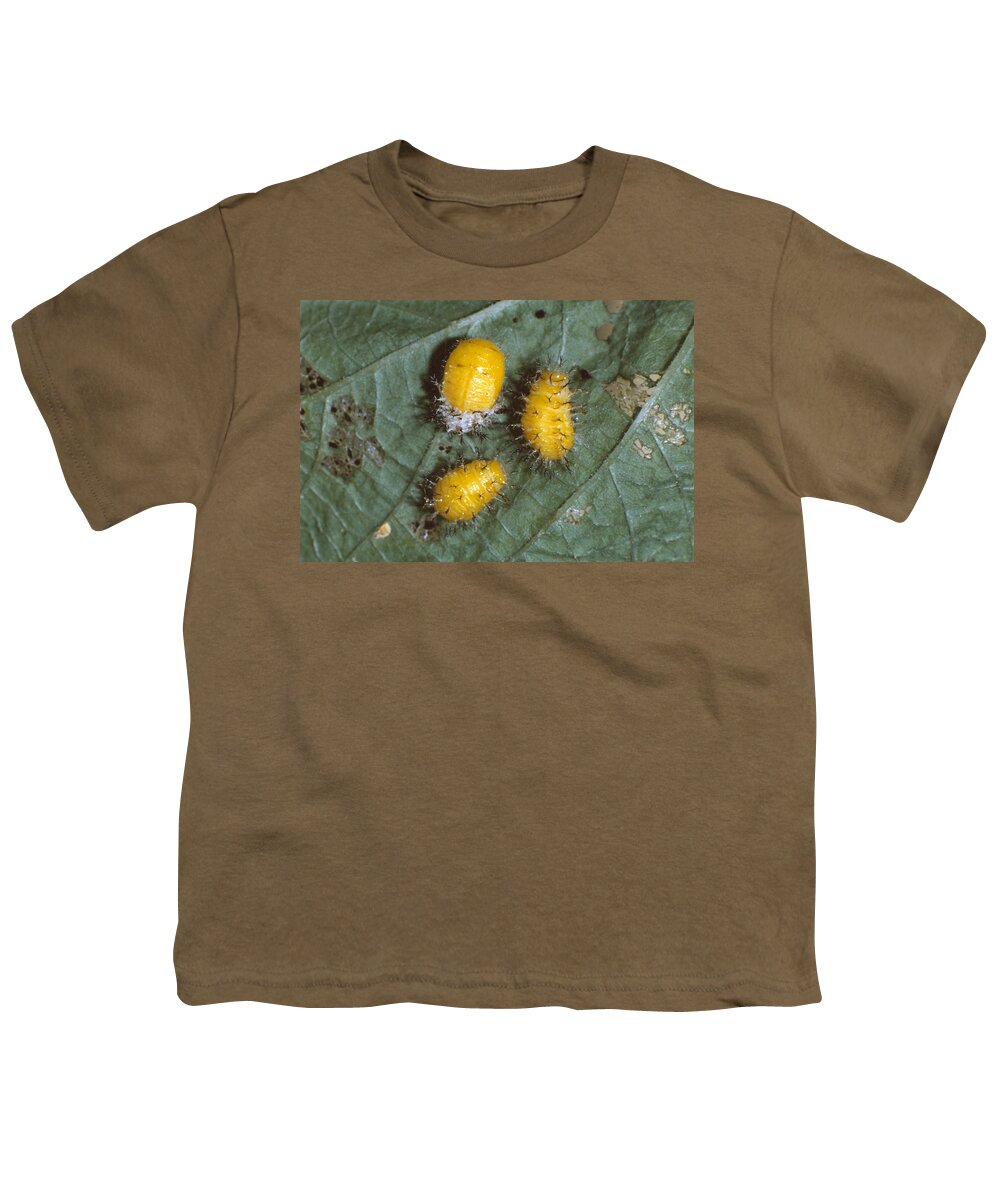 Animal Youth T-Shirt featuring the photograph Mexican Bean Beetle Larvae by Harry Rogers