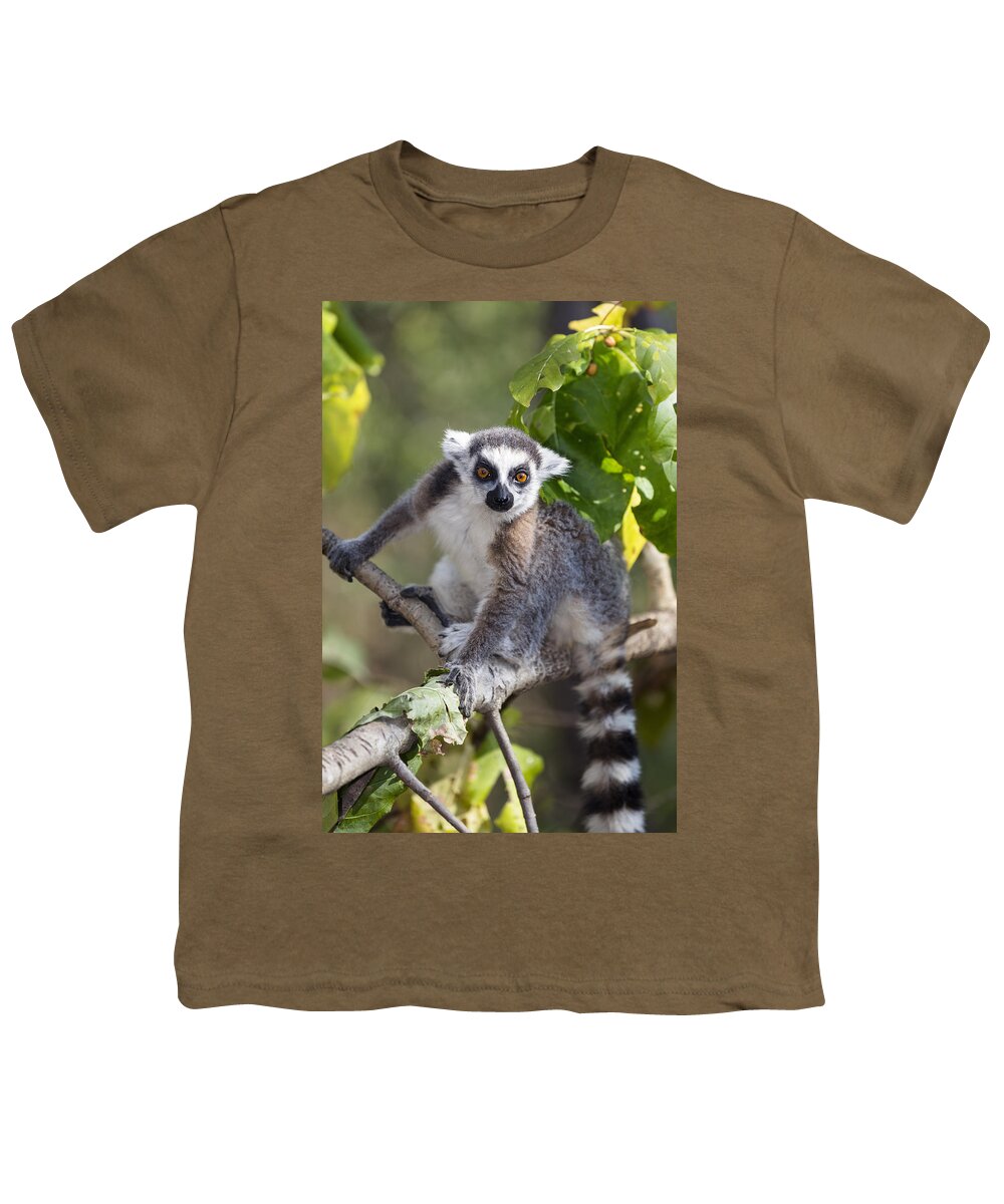 Feb0514 Youth T-Shirt featuring the photograph Ring Tailed Lemur Ambalavao Madagascar by Konrad Wothe