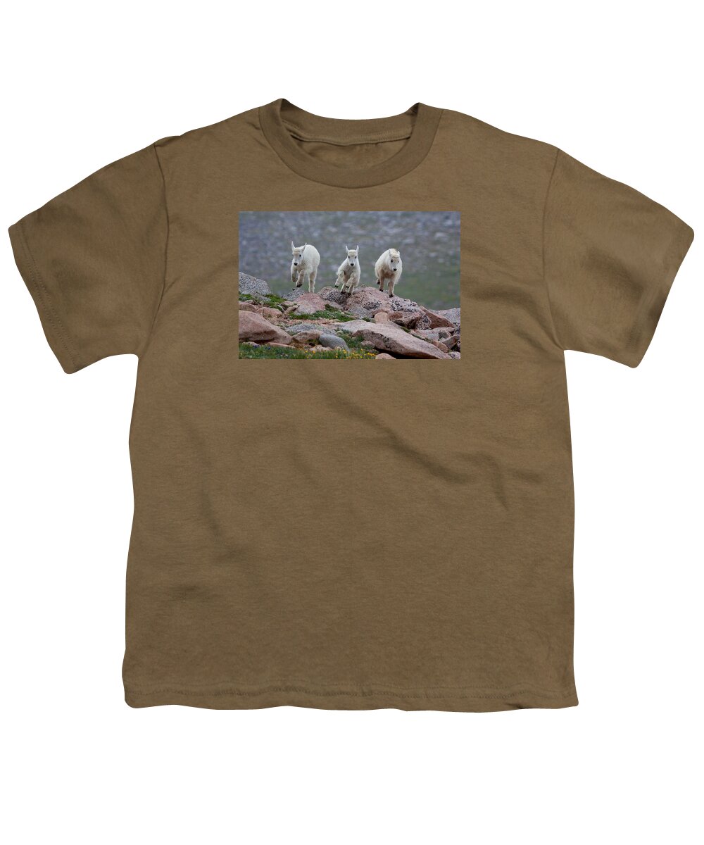 Mountain Goats; Posing; Group Photo; Baby Goat; Nature; Colorado; Crowd; Baby Goat; Mountain Goat Baby; Happy; Joy; Nature; Brothers Youth T-Shirt featuring the photograph Running Scared by Jim Garrison
