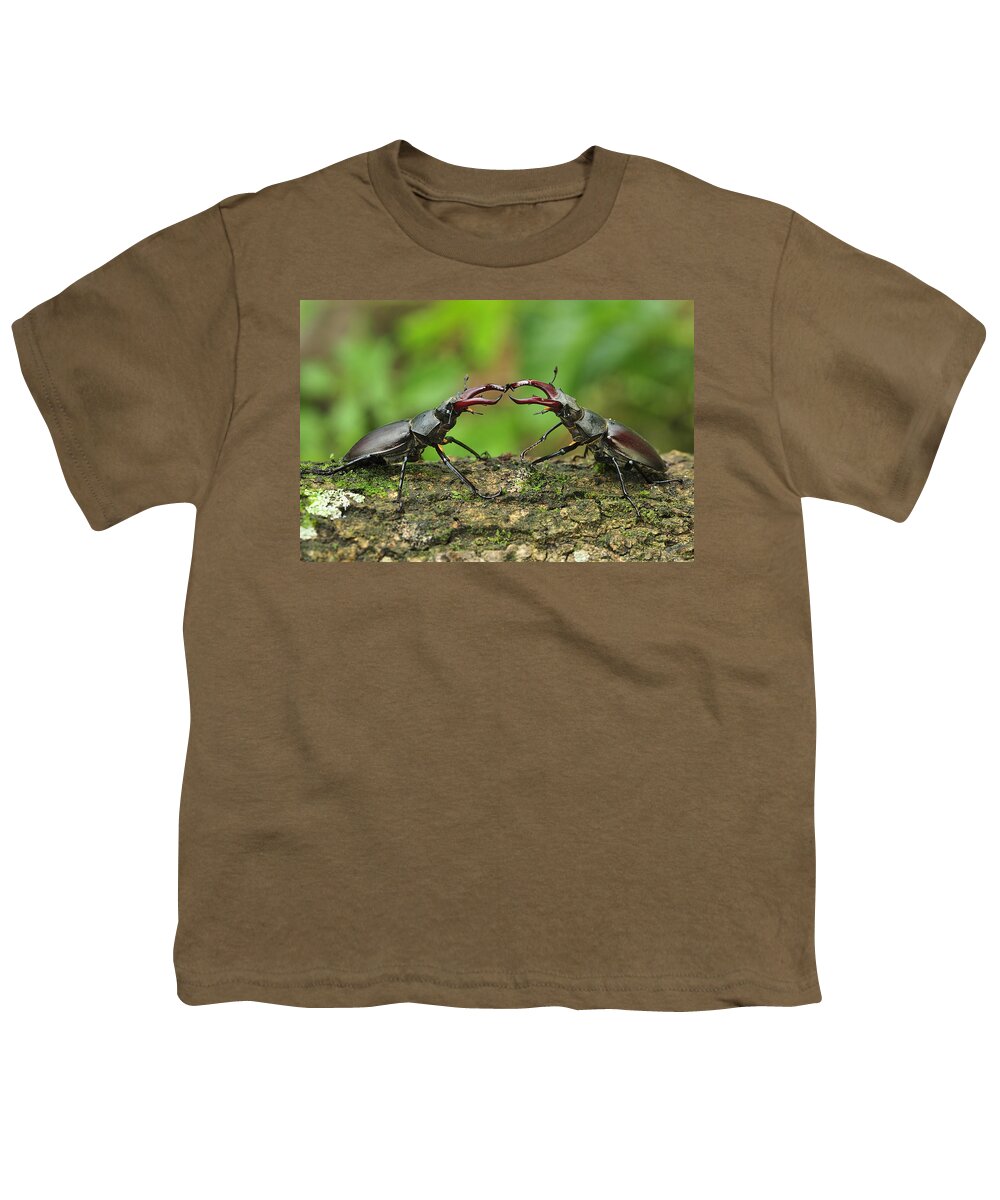 Feb0514 Youth T-Shirt featuring the photograph Stag Beetle Fighting Switzerland by Thomas Marent