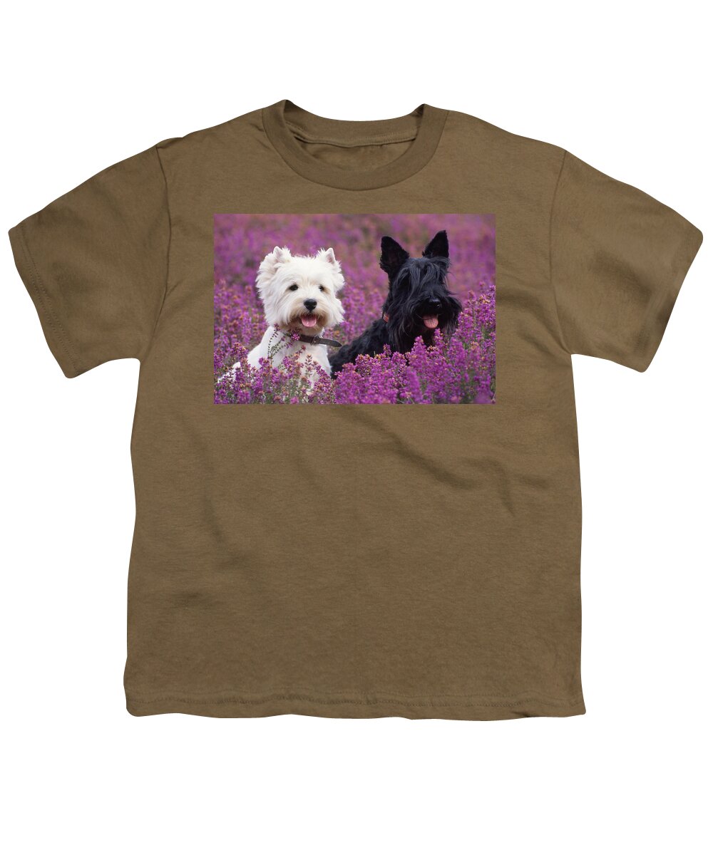 West Highland White Terrier Youth T-Shirt featuring the photograph Westie And Scottie Dogs by John Daniels