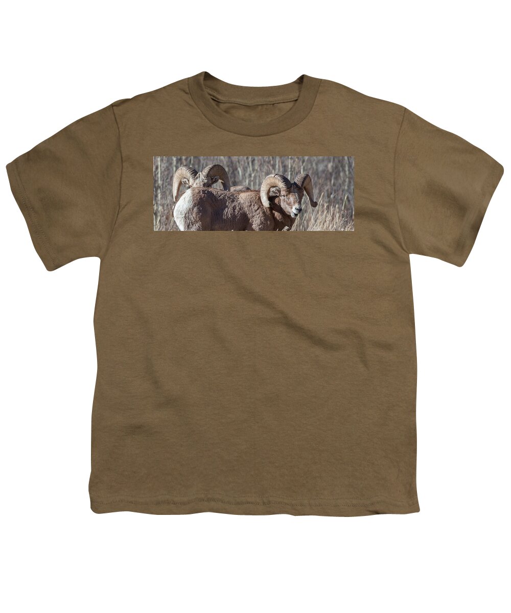 Big Horn Sheep Youth T-Shirt featuring the photograph Working Together by Kevin Dietrich