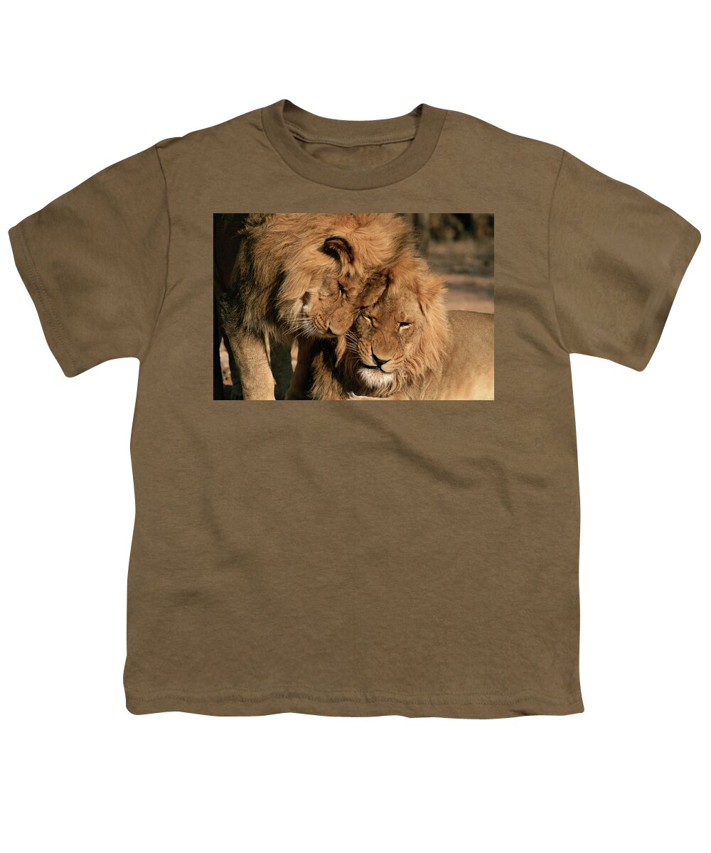 Mp Youth T-Shirt featuring the photograph African Lion Panthera Leo Two Males, Mt by Michael & Patricia Fogden