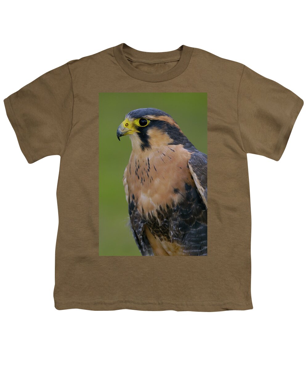 Mp Youth T-Shirt featuring the photograph Aplomado Falcon Falco Femoralis by Pete Oxford