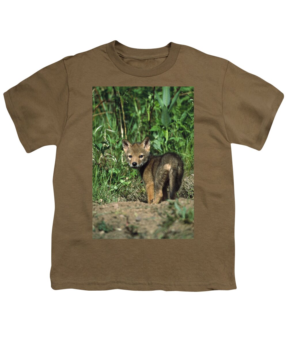 Mp Youth T-Shirt featuring the photograph Coyote Canis Latrans Alert Pup by Konrad Wothe