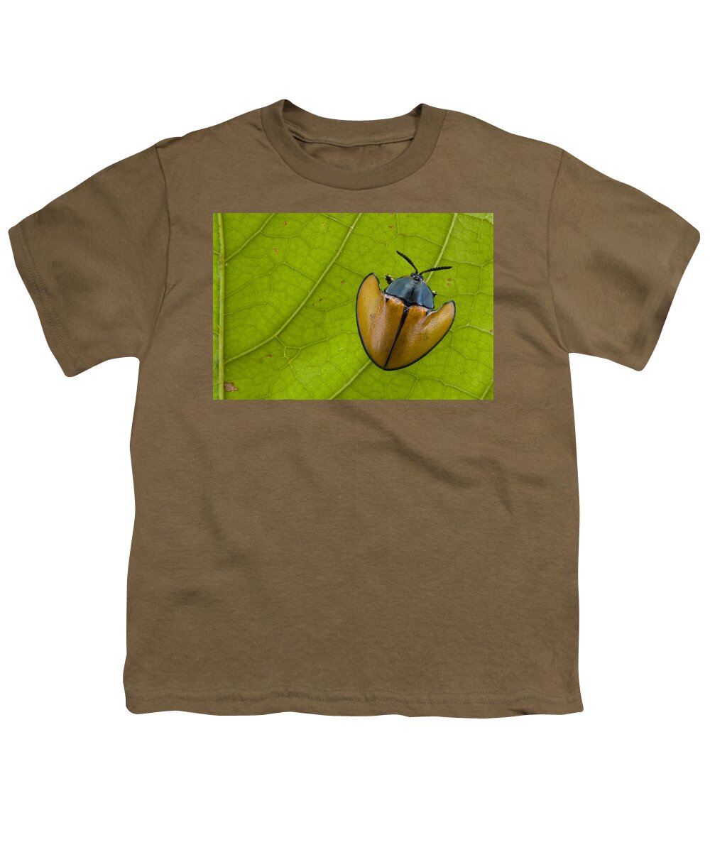 00427201 Youth T-Shirt featuring the photograph Leaf Beetle In Rainforest Paramaribo by Piotr Naskrecki