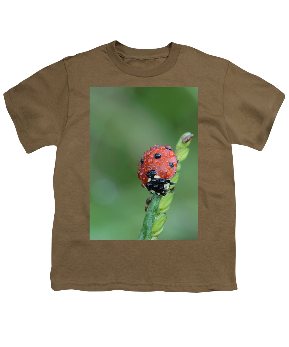 Nature Youth T-Shirt featuring the photograph Seven-spotted Lady Beetle On Grass With Dew by Daniel Reed