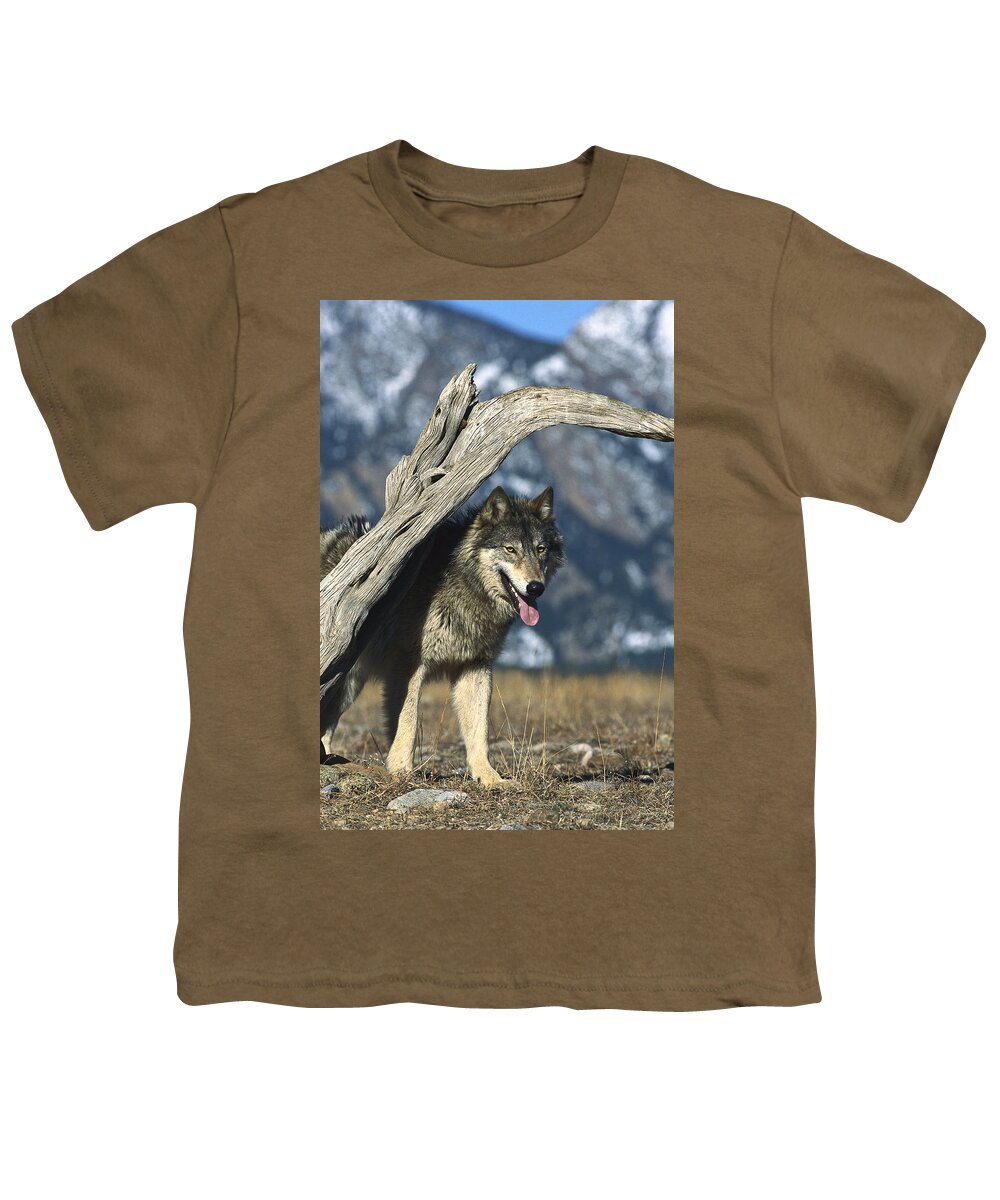 Mp Youth T-Shirt featuring the photograph Timber Wolf Canis Lupus Portrait by Konrad Wothe