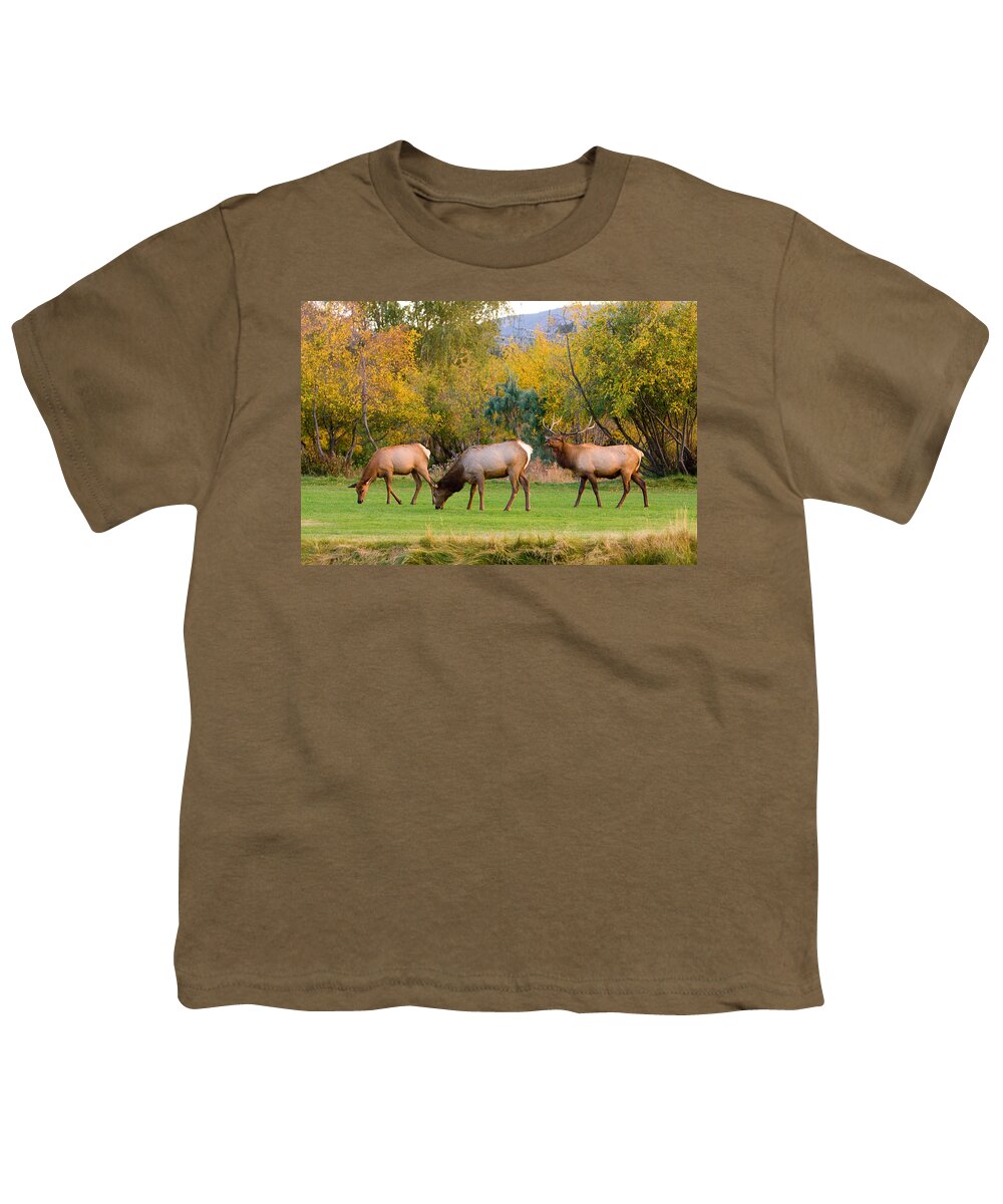 Autumn Youth T-Shirt featuring the photograph Bull Elk bugling with Cow Elks - Rutting Season by James BO Insogna