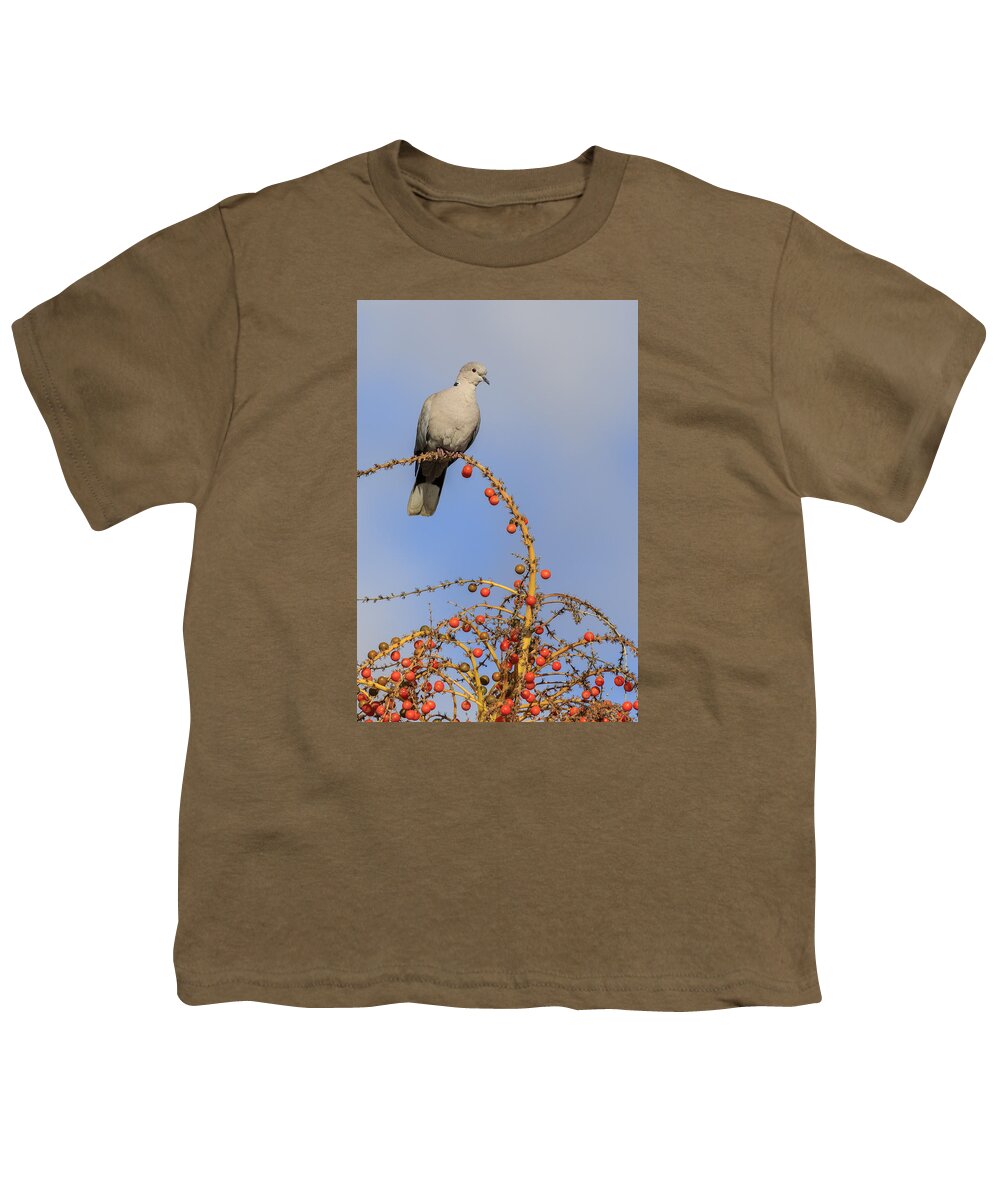 Beautiful Youth T-Shirt featuring the photograph Collard Dove by Chris Smith