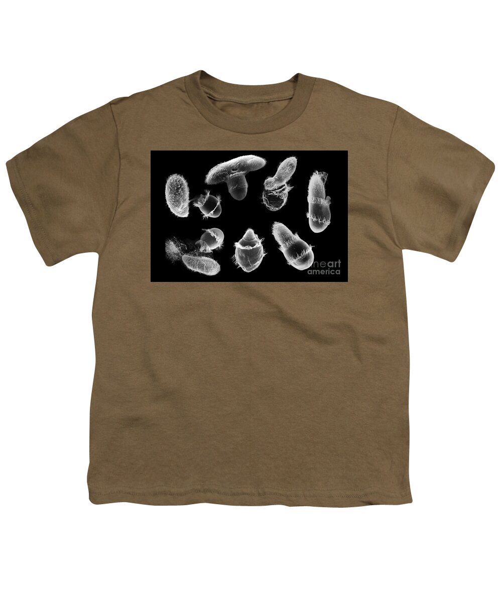 Organism Youth T-Shirt featuring the photograph Didinium Attacking Paramecium composite SEM by Greg Antipa
