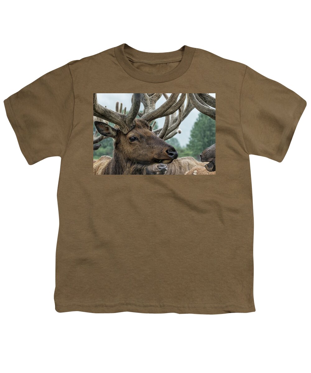 Elk Youth T-Shirt featuring the photograph Elk and Antlers by Belinda Greb