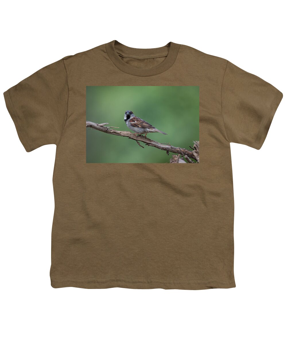 House Sparrow Youth T-Shirt featuring the photograph House Sparrow by Holden The Moment