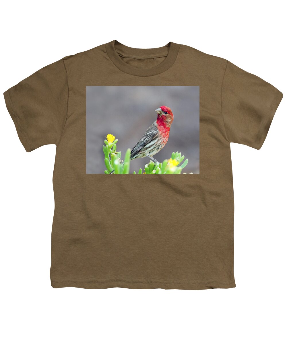 Bird Youth T-Shirt featuring the photograph Male House Finch by Tam Ryan