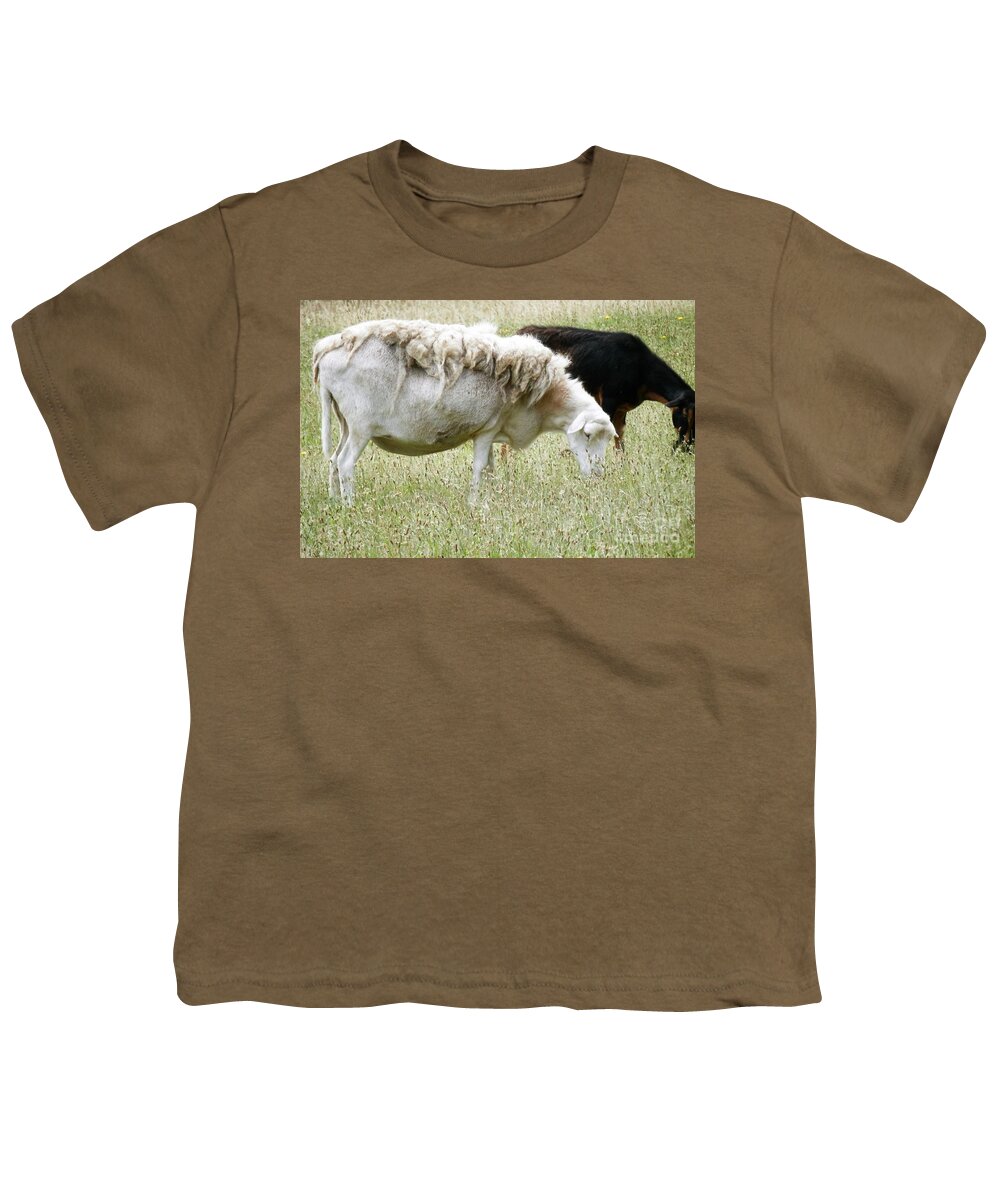 Sheep. Farm Animals Youth T-Shirt featuring the photograph My summer style by Barbara Leigh Art