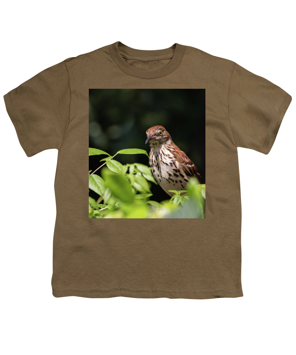 Brown Thrasher Youth T-Shirt featuring the photograph Watchful Eye, Brown Thrasher, Toxostoma rufum by Christy Cox
