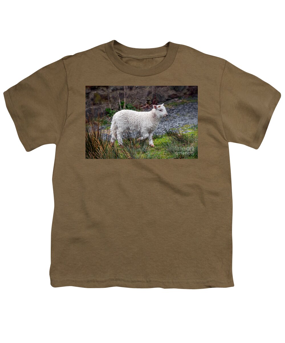 Welsh Sheep Youth T-Shirt featuring the photograph Welsh Lamb by Adrian Evans