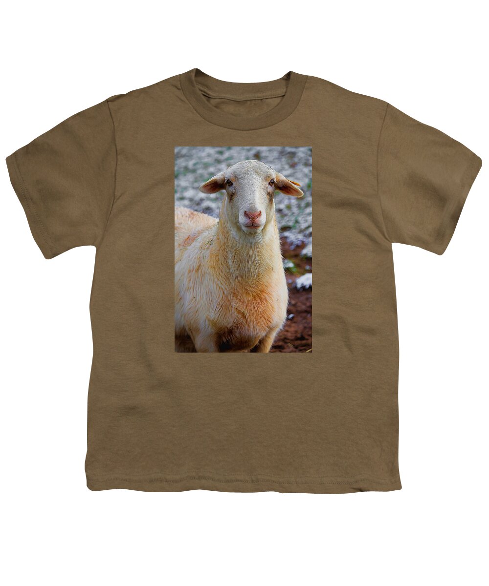 White Dorper Sheep Youth T-Shirt featuring the photograph White Dorper Sheep by Carol Montoya