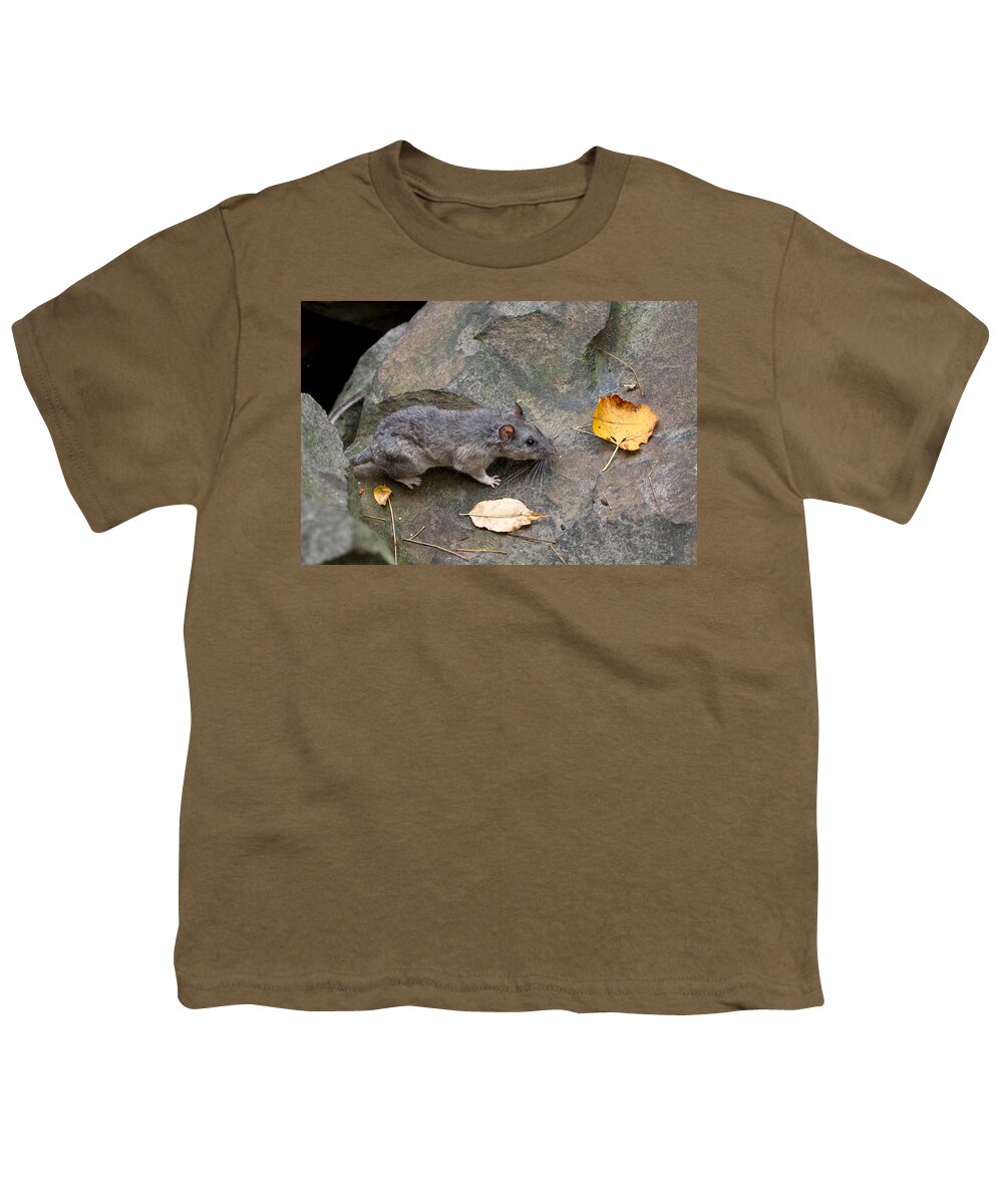 Allegheny Woodrat Youth T-Shirt featuring the photograph Allegheny Woodrat Neotoma Magister #10 by David Kenny