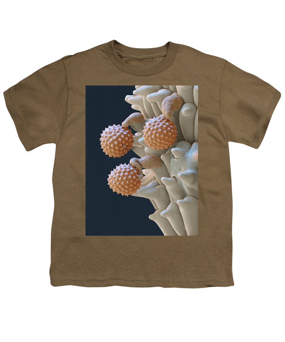 Ambrosia Youth T-Shirt featuring the photograph Pollen And Pollen Tubes, Sem by Oliver Meckes EYE OF SCIENCE