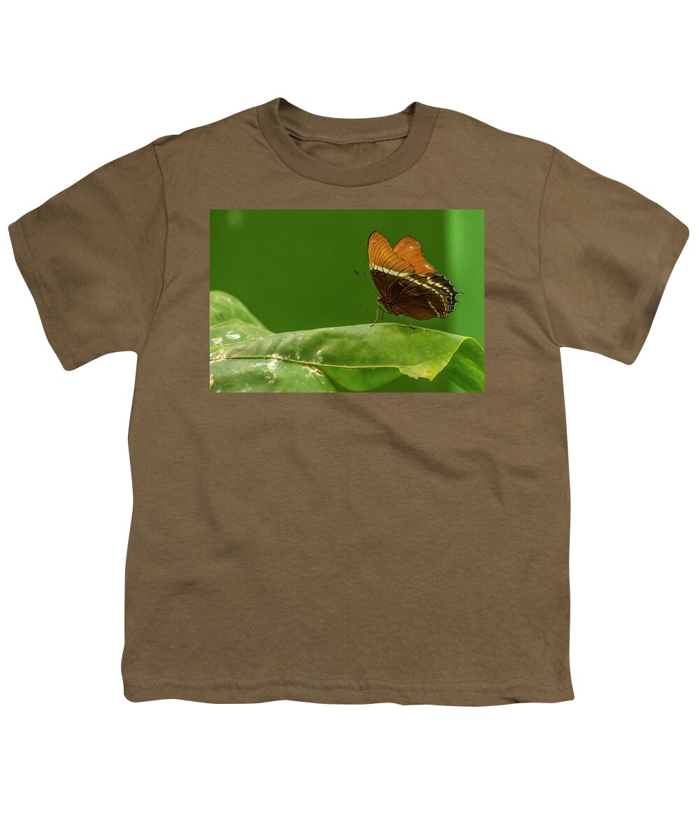 Butterfly Jungle Youth T-Shirt featuring the photograph Rusty-Tipped Page Butterfly by Donald Pash