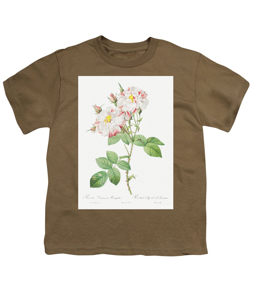 Rose Youth T-Shirt featuring the painting Damask Rose, York and Lancaster Rose also known as Rosa damascen by World Art Collective