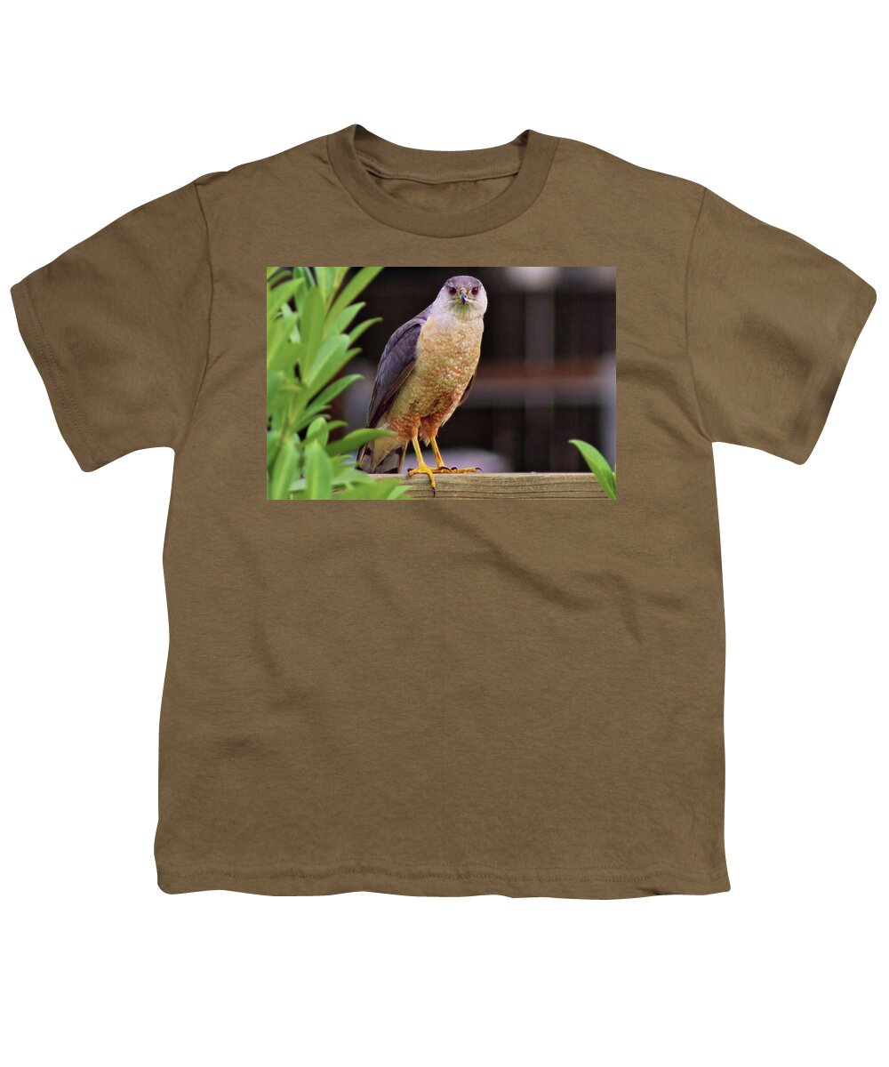 Hawk Youth T-Shirt featuring the photograph Hunting for Breakfast by Jason Judd