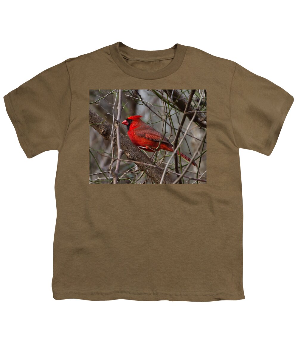 Cardinal Youth T-Shirt featuring the photograph Sitting Pretty by Judy Cuddehe