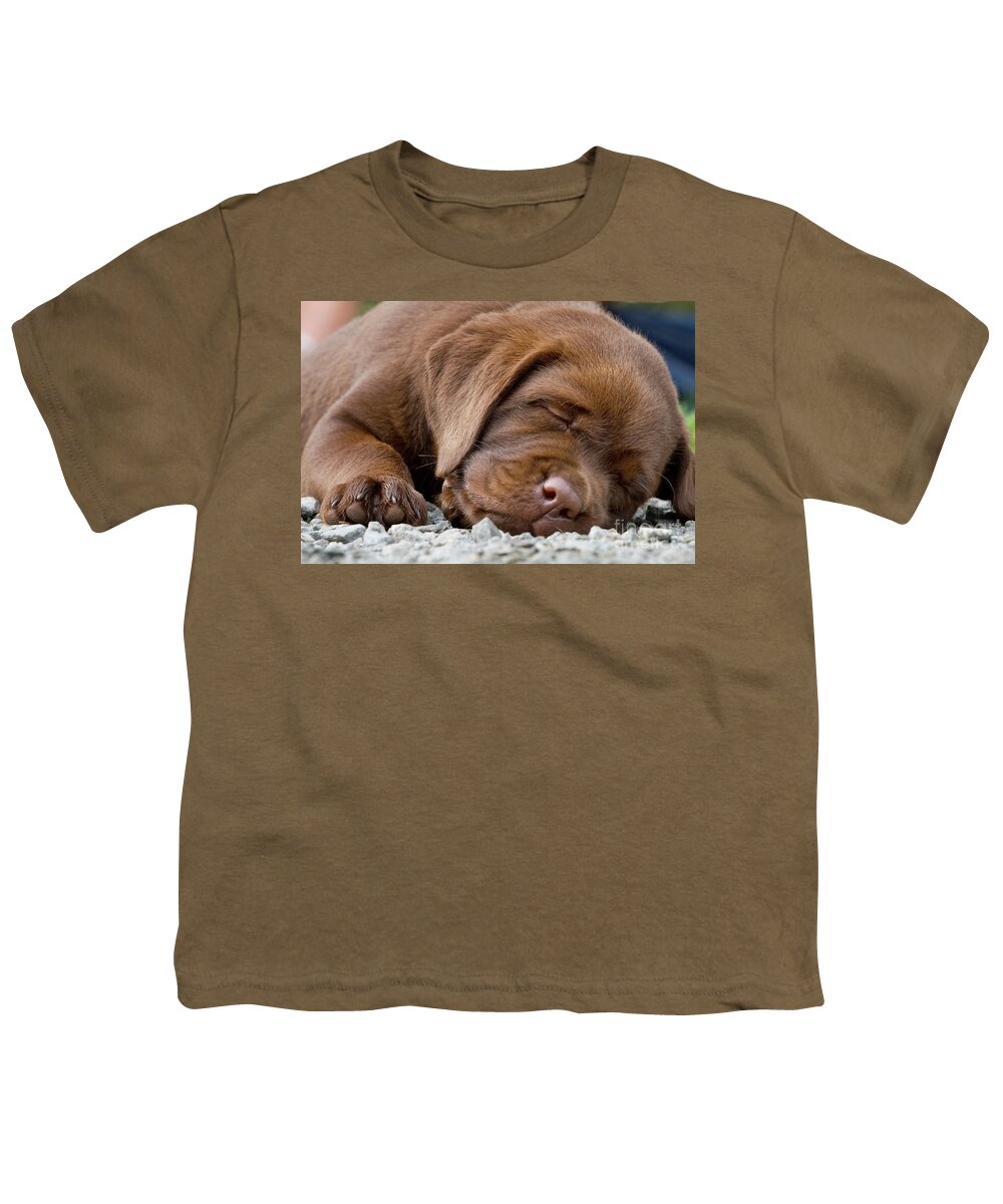 Mammal Youth T-Shirt featuring the photograph Sleepy Labrador Puppy by Arterra Picture Library