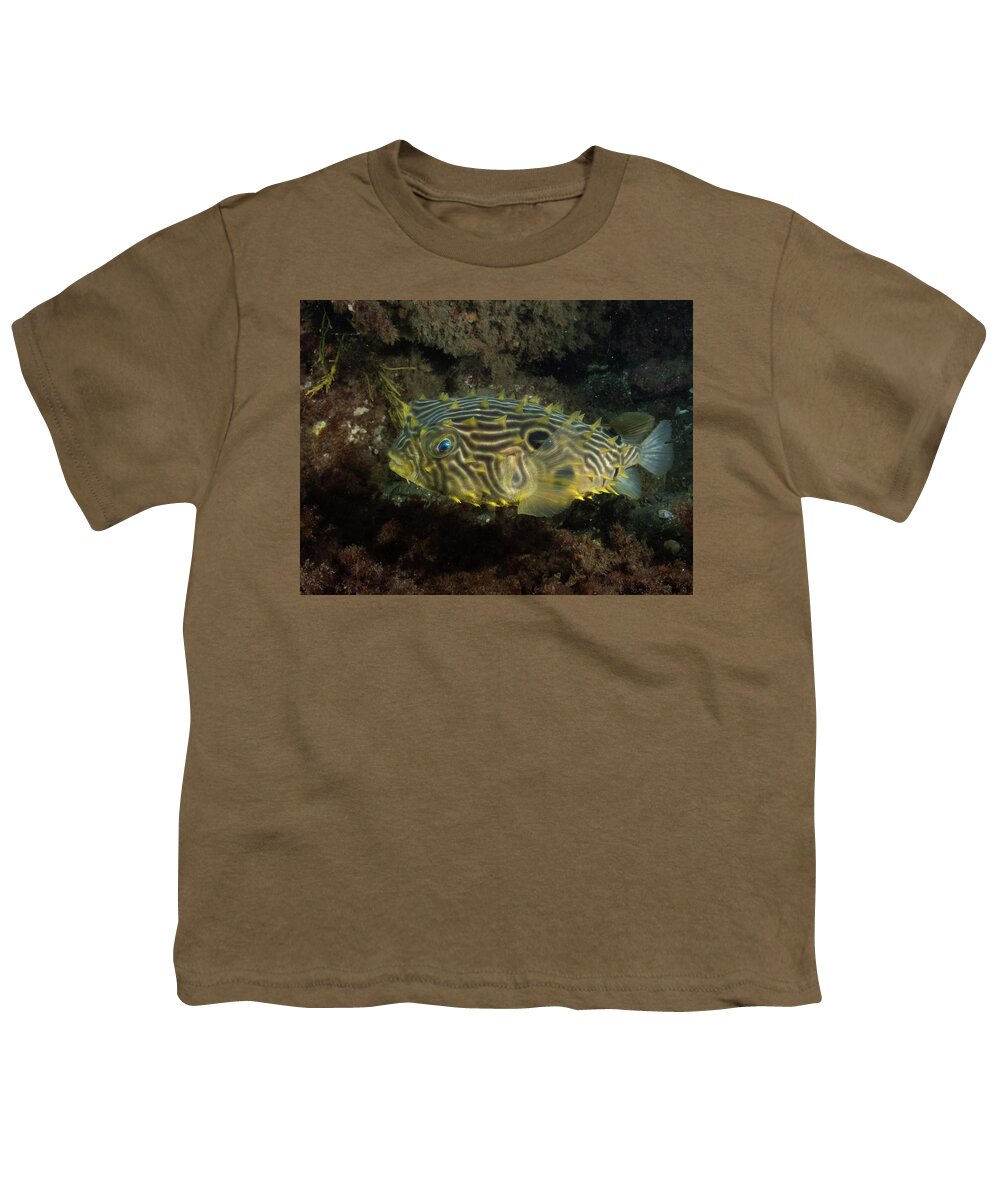 Burrfish Youth T-Shirt featuring the photograph Striped burrfish by Brian Weber