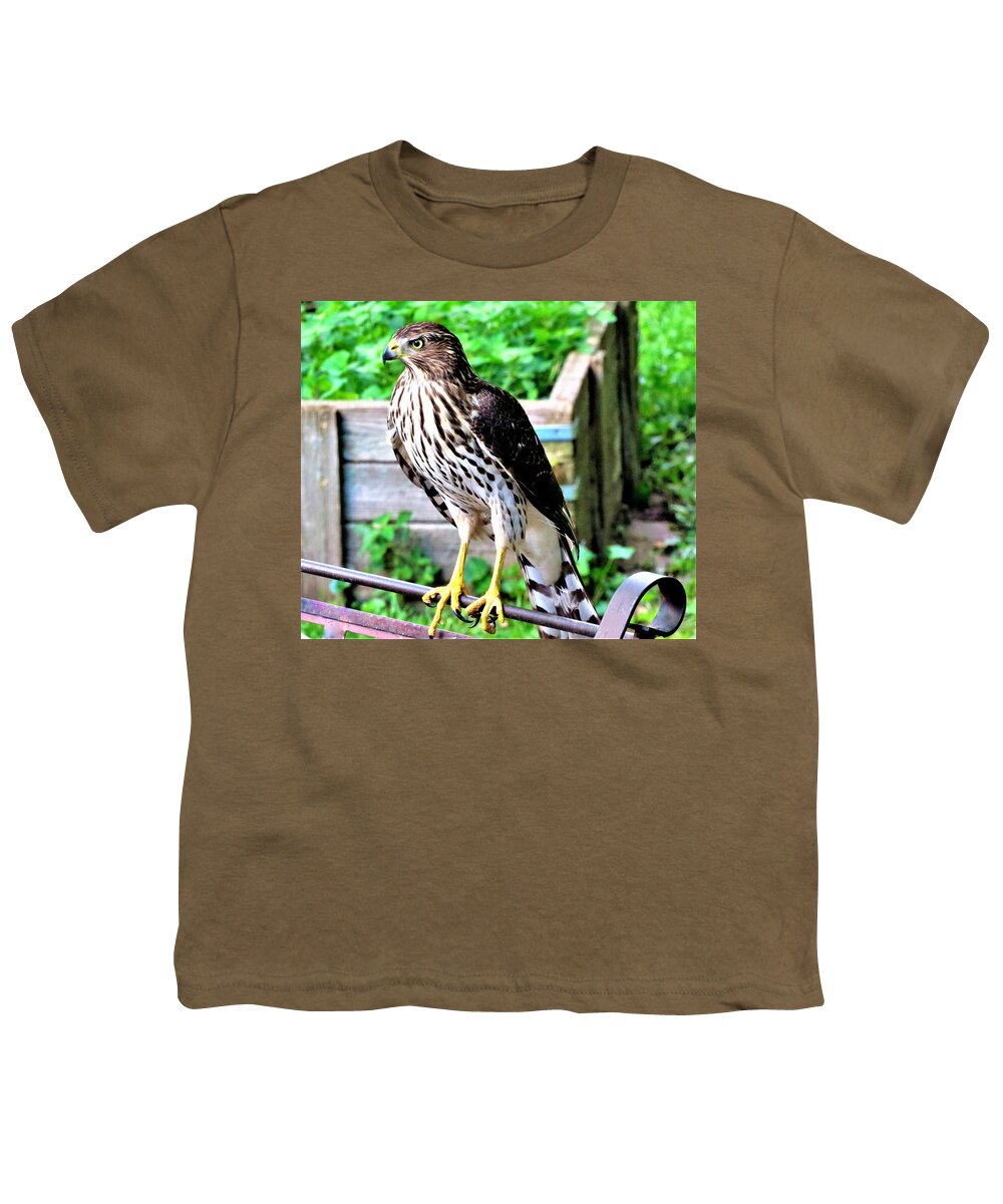 Birds Youth T-Shirt featuring the photograph Young Cooper's Hawk Looking for Lunch by Linda Stern
