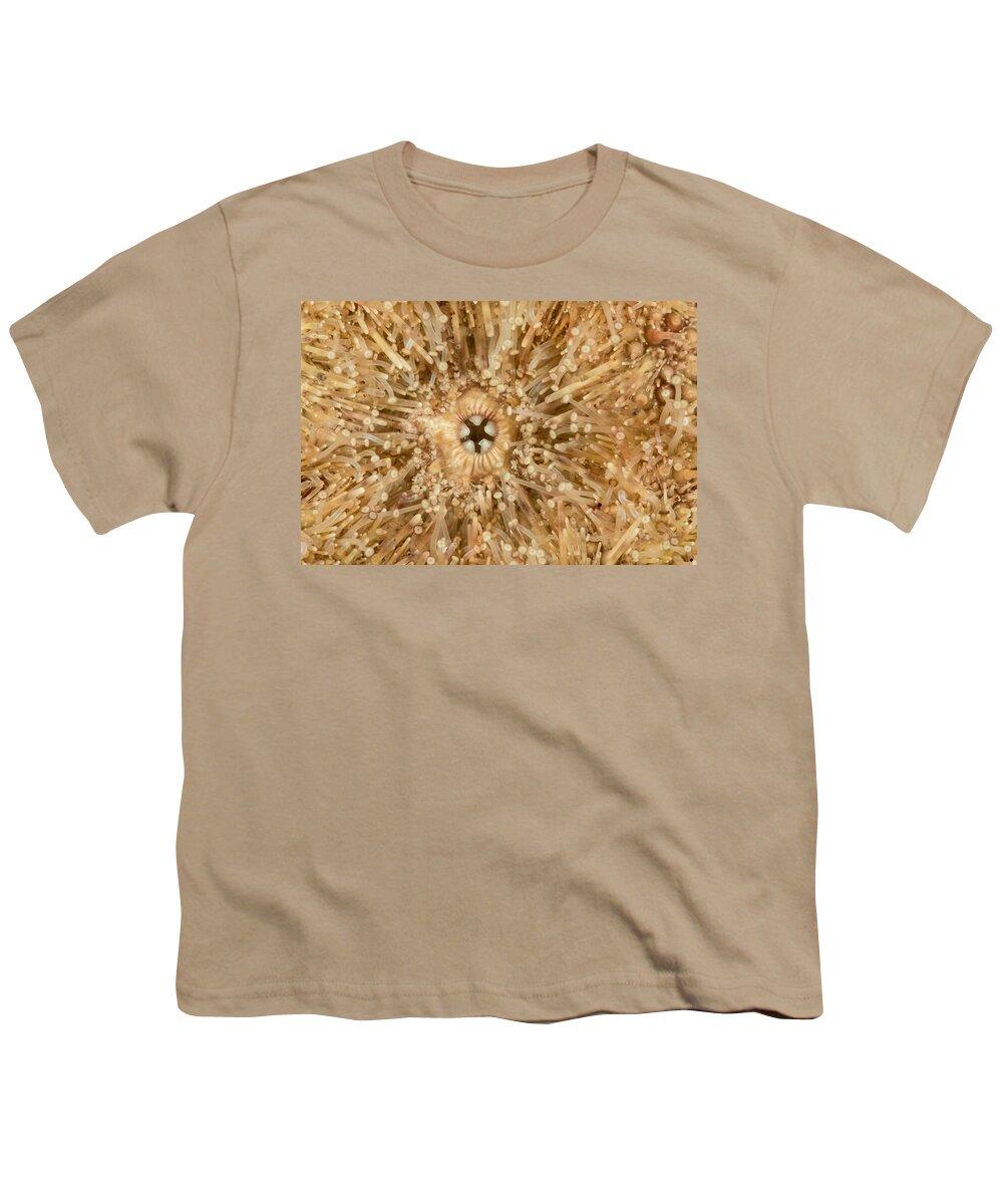 Green Sea Urchin Youth T-Shirt featuring the photograph Green Sea Urchin Teeth #1 by Andrew J. Martinez