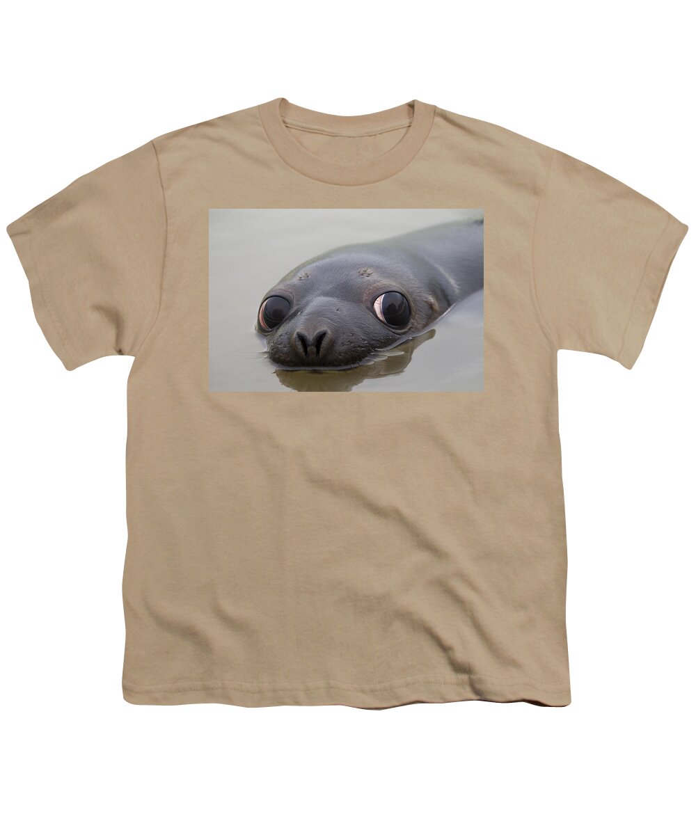 Hooded Seal Youth T-Shirt featuring the photograph 110714p127 by Arterra Picture Library