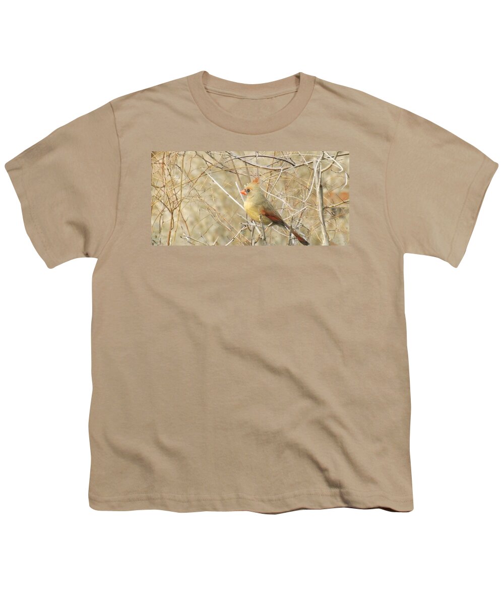 Bird Youth T-Shirt featuring the photograph Baby Female Cardinal by Brenda Brown