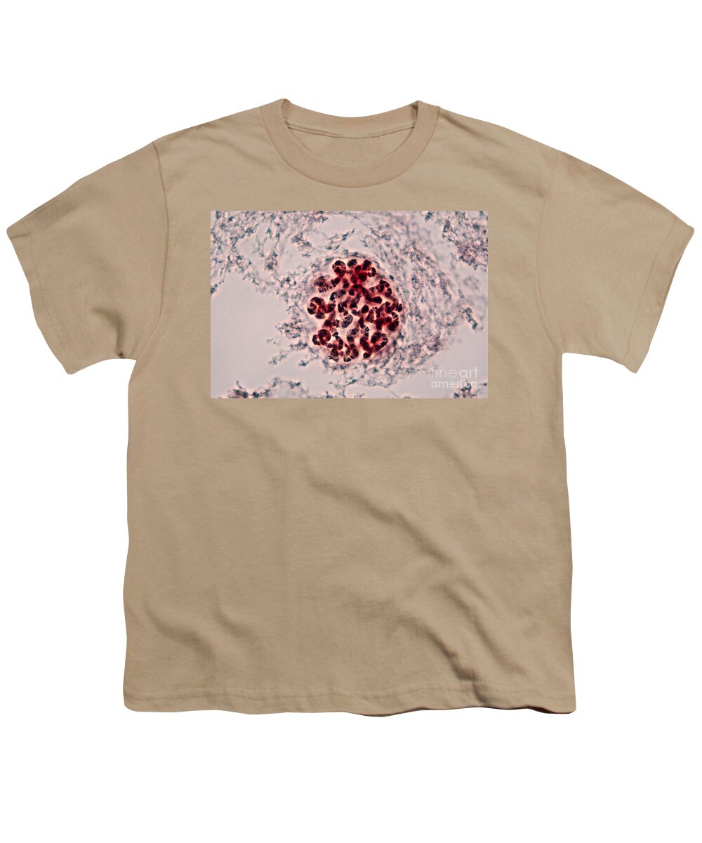 Fruit Fly Youth T-Shirt featuring the photograph Drosophila Chromosomes by David M. Phillips