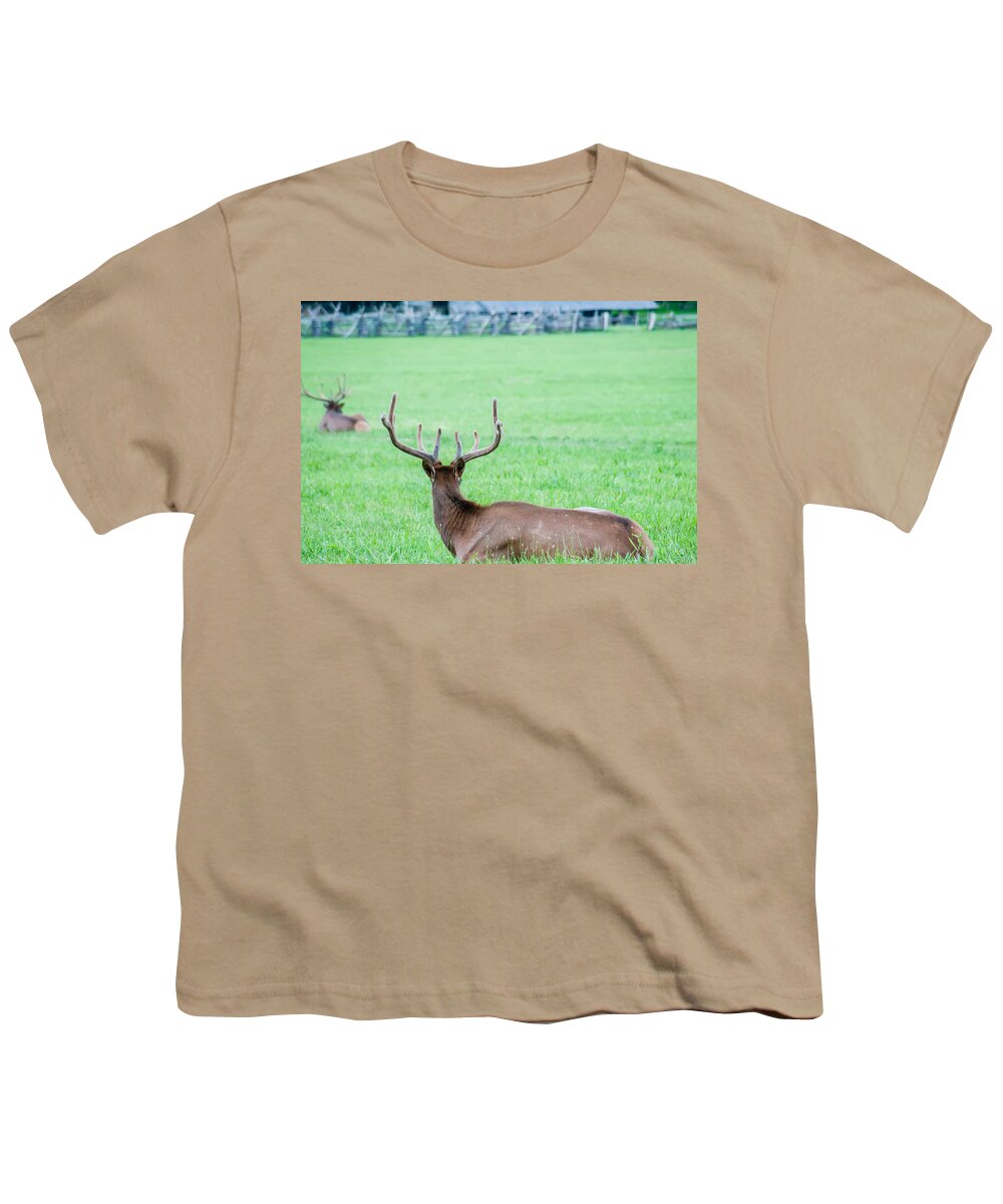Great Youth T-Shirt featuring the photograph Elk Resting On A Meadow In Great Smoky Mountains by Alex Grichenko