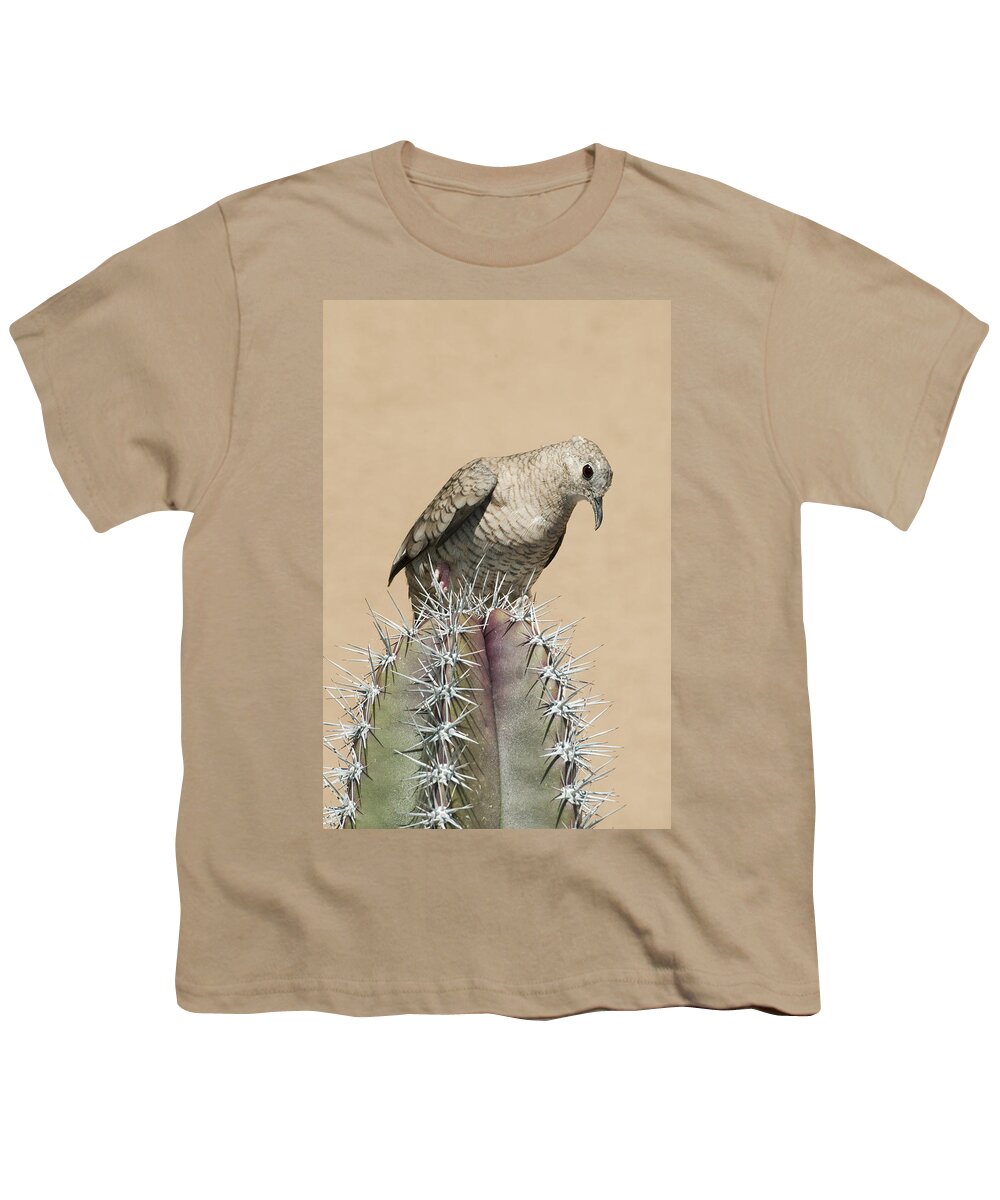 Feb0514 Youth T-Shirt featuring the photograph Inca Dove On Cactus Saguaro Np Arizona by Kevin Schafer