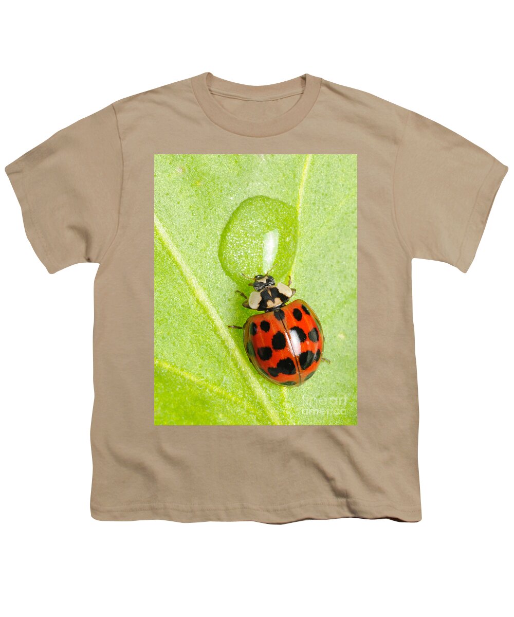 Harmonia Axyridis Youth T-Shirt featuring the photograph Ladybug Drinking by Scott Linstead