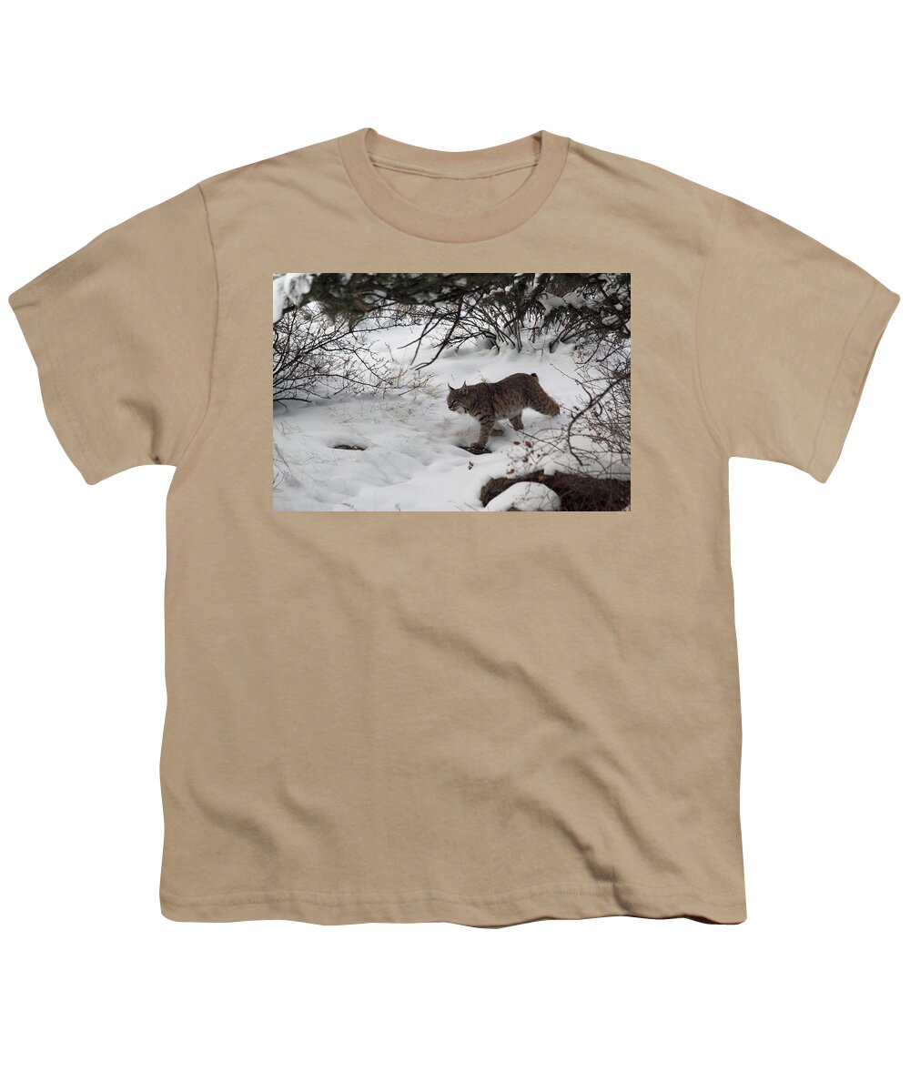 Bobcat Youth T-Shirt featuring the photograph Bobcat On The Prowl by Shane Bechler
