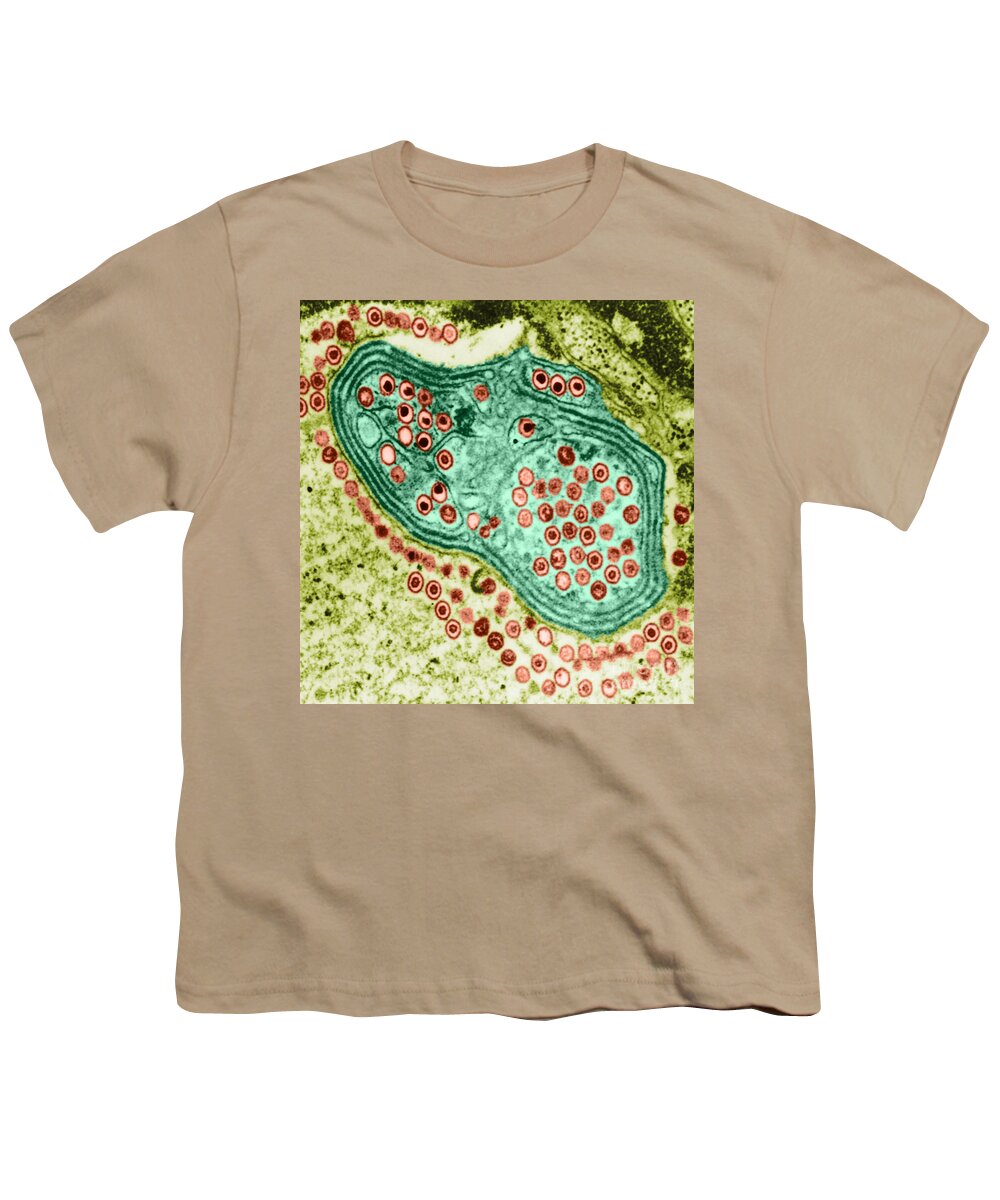 Histopathology Youth T-Shirt featuring the photograph Herpes Simplex Virus, Tem #7 by Science Source