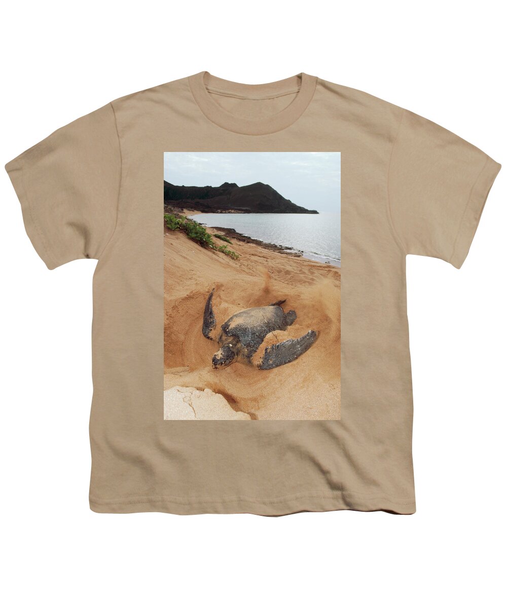 Mp Youth T-Shirt featuring the photograph Green Sea Turtle Chelonia Mydas Female by Tui De Roy