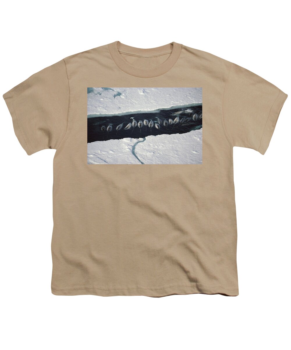00080638 Youth T-Shirt featuring the photograph Narwhal Group In Ice Break Near Baffin by Flip Nicklin
