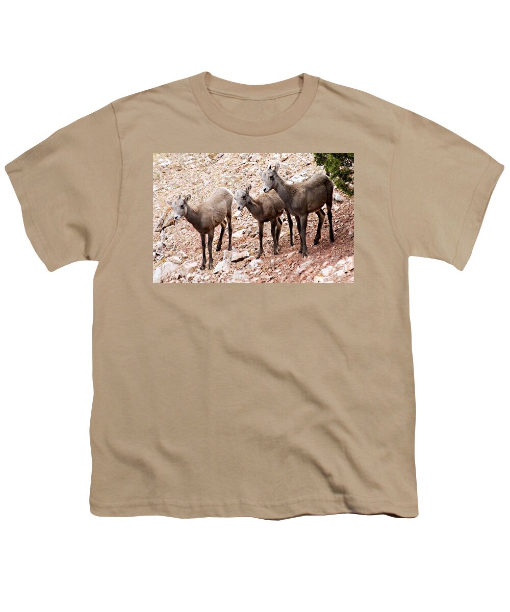 Bighorn Canyon National Recreation Area Youth T-Shirt featuring the photograph 3 Little Lambs by Larry Ricker
