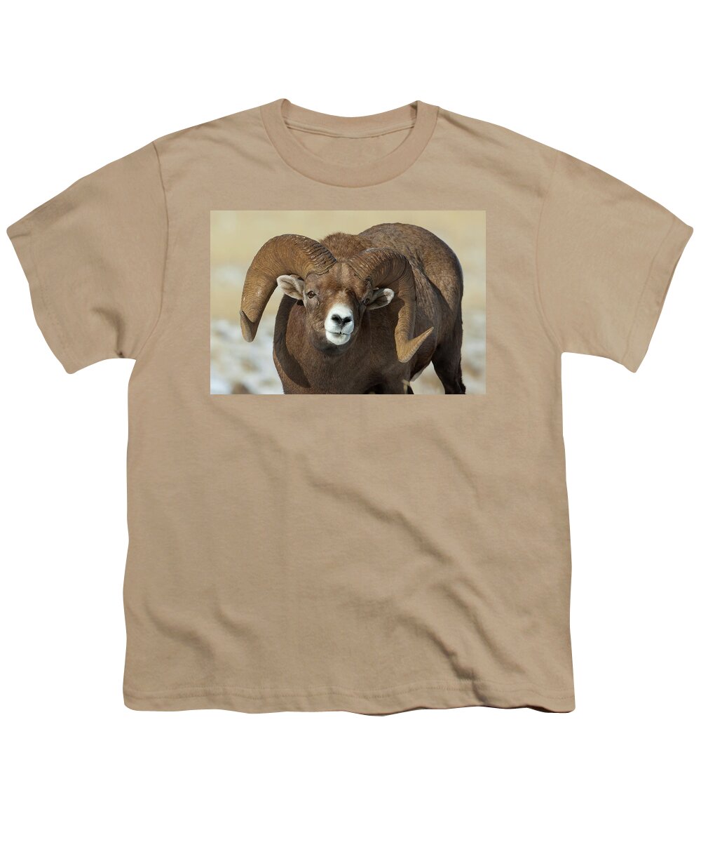 Mark Miller Photos Youth T-Shirt featuring the photograph Bighorn Ram in Montana by Mark Miller