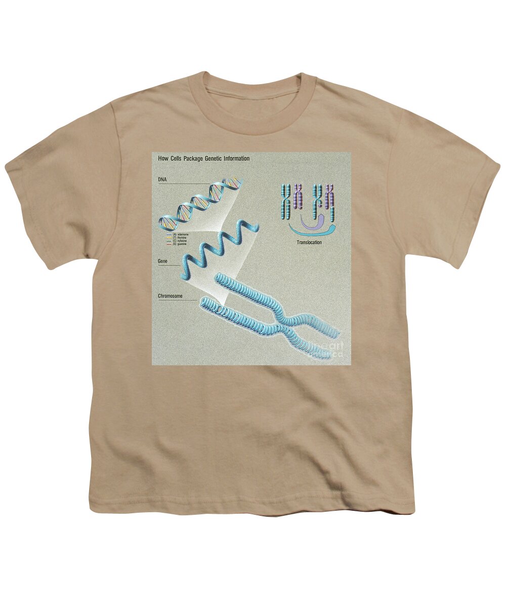 Science Youth T-Shirt featuring the photograph Genetic Fingerprints For Cancer by Science Source